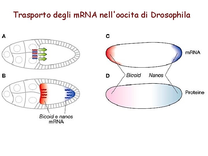 Trasporto degli m. RNA nell'oocita di Drosophila 