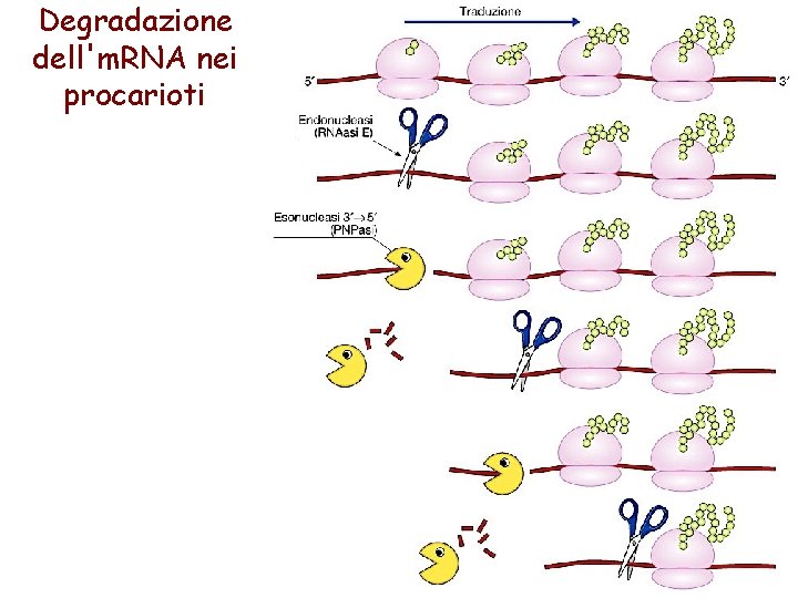 Degradazione dell'm. RNA nei procarioti 