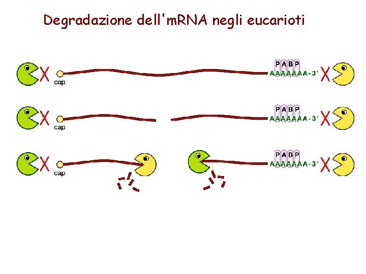 Degradazione dell'm. RNA negli eucarioti 