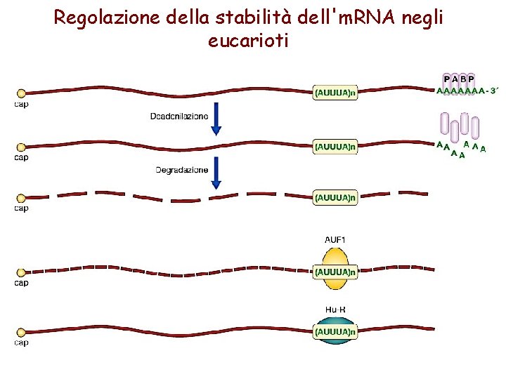 Regolazione della stabilità dell'm. RNA negli eucarioti 