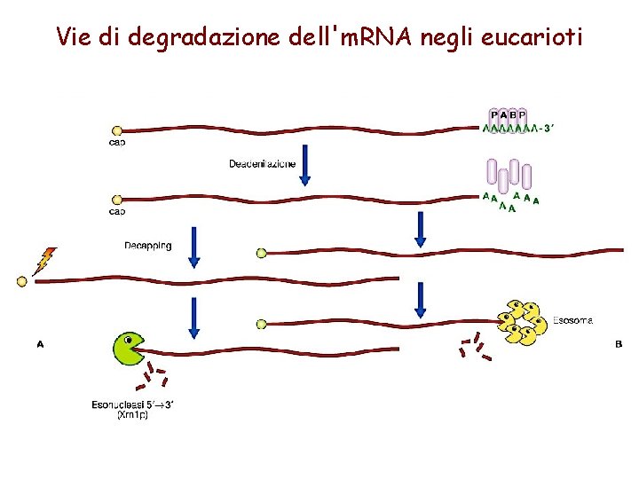 Vie di degradazione dell'm. RNA negli eucarioti 