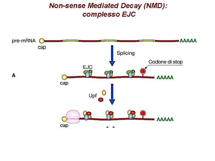 Non-sense Mediated Decay (NMD): complesso EJC Non-sense Mediated Decay (NMD): complesso EJC