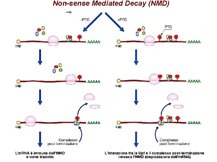 Non-sense Mediated Decay (NMD) 