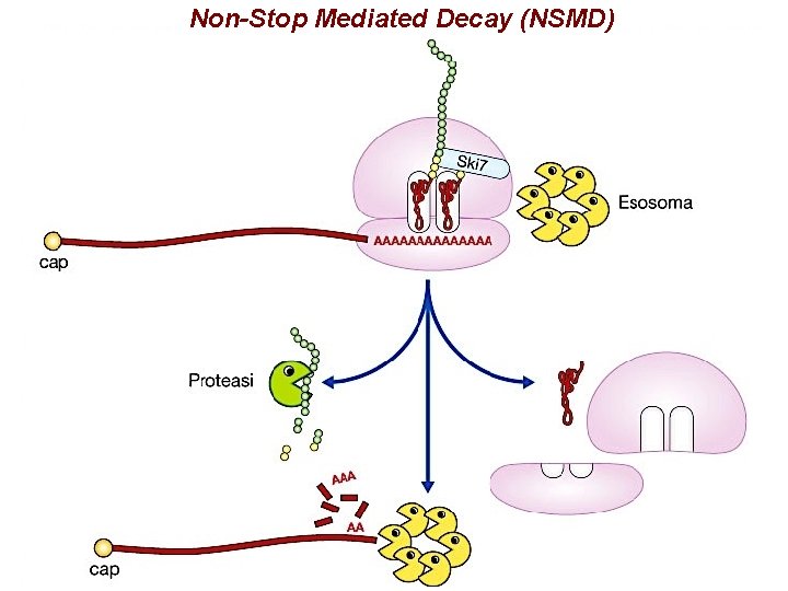 Non-Stop Mediated Decay (NSMD) 