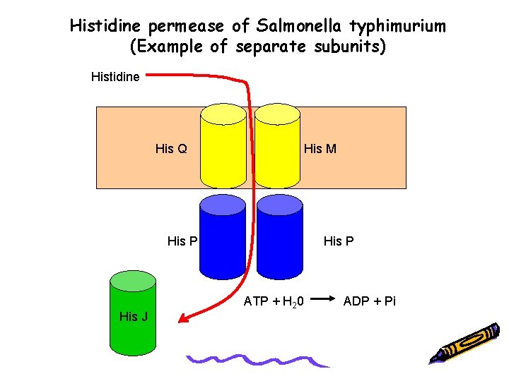 0045 Cell membranes Transporters and trafficking Lecture 6
