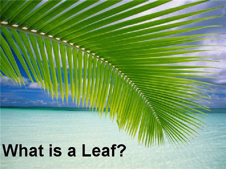 What is a Leaf? 