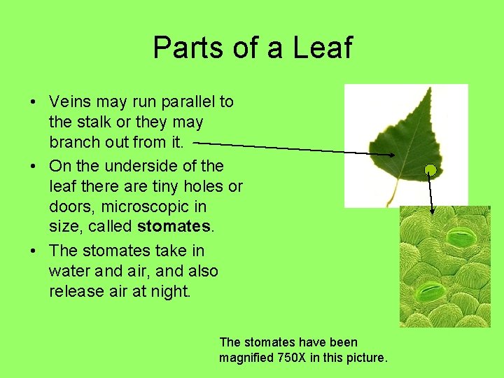 Parts of a Leaf • Veins may run parallel to the stalk or they