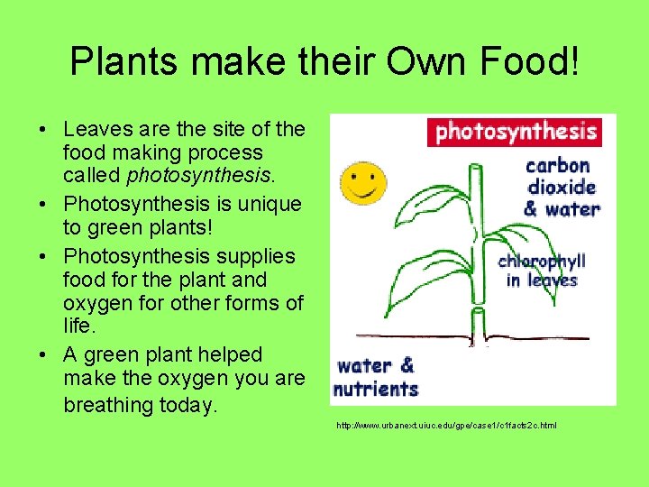 Plants make their Own Food! • Leaves are the site of the food making