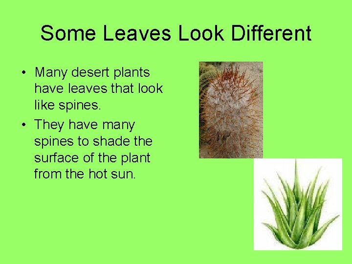 Some Leaves Look Different • Many desert plants have leaves that look like spines.