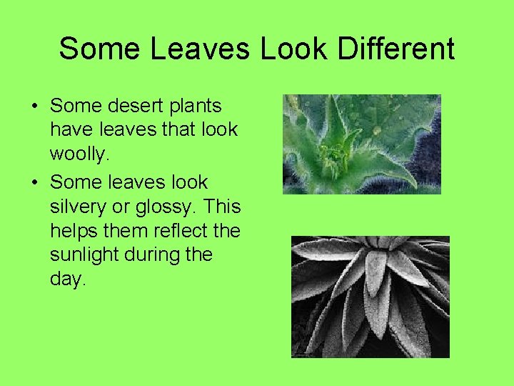Some Leaves Look Different • Some desert plants have leaves that look woolly. •