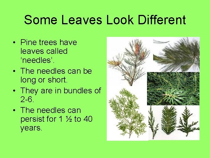 Some Leaves Look Different • Pine trees have leaves called ‘needles’. • The needles