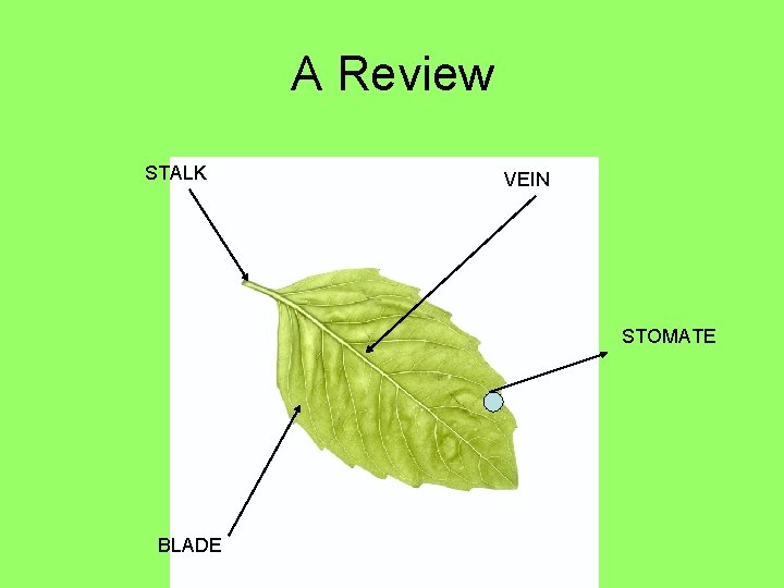 A Review STALK VEIN STOMATE BLADE 