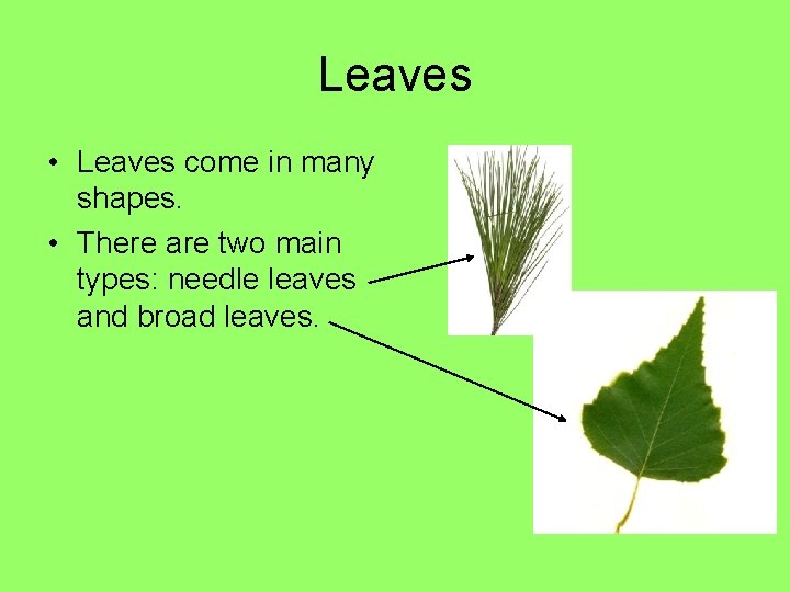 Leaves • Leaves come in many shapes. • There are two main types: needle