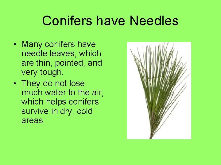 Conifers have Needles • Many conifers have needle leaves, which are thin, pointed, and