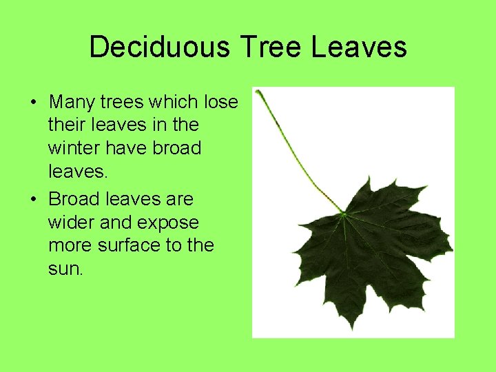 Deciduous Tree Leaves • Many trees which lose their leaves in the winter have