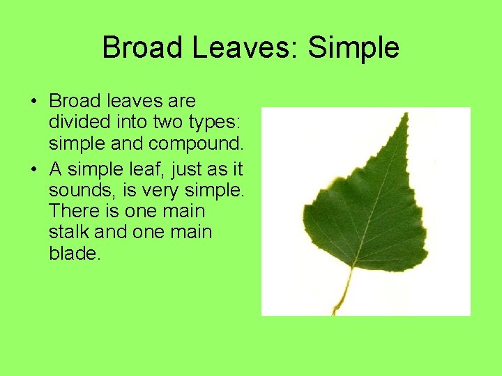 Broad Leaves: Simple • Broad leaves are divided into two types: simple and compound.