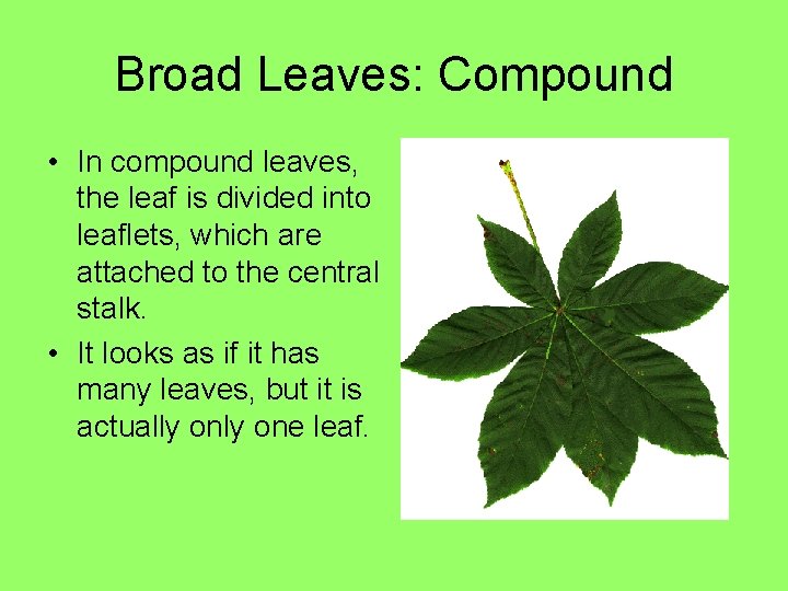 Broad Leaves: Compound • In compound leaves, the leaf is divided into leaflets, which