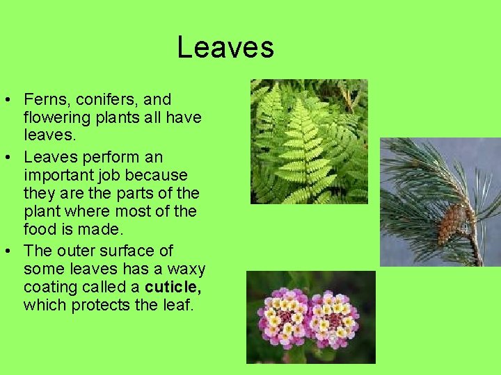Leaves • Ferns, conifers, and flowering plants all have leaves. • Leaves perform an