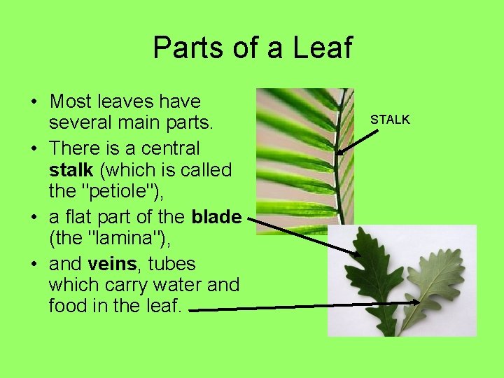 Parts of a Leaf • Most leaves have several main parts. • There is