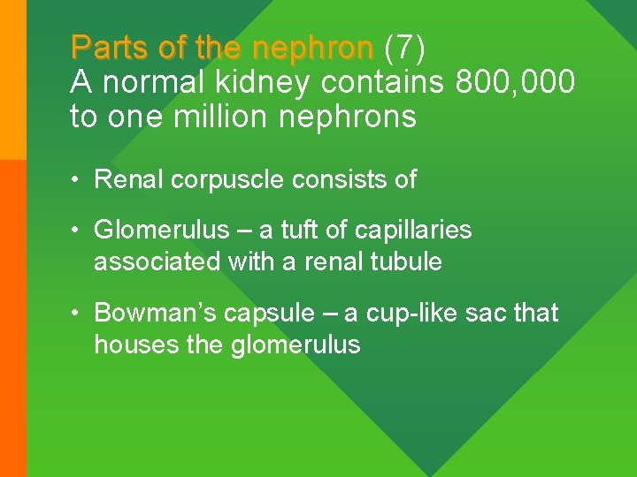 Parts of the nephron (7) A normal kidney contains 800, 000 to one million