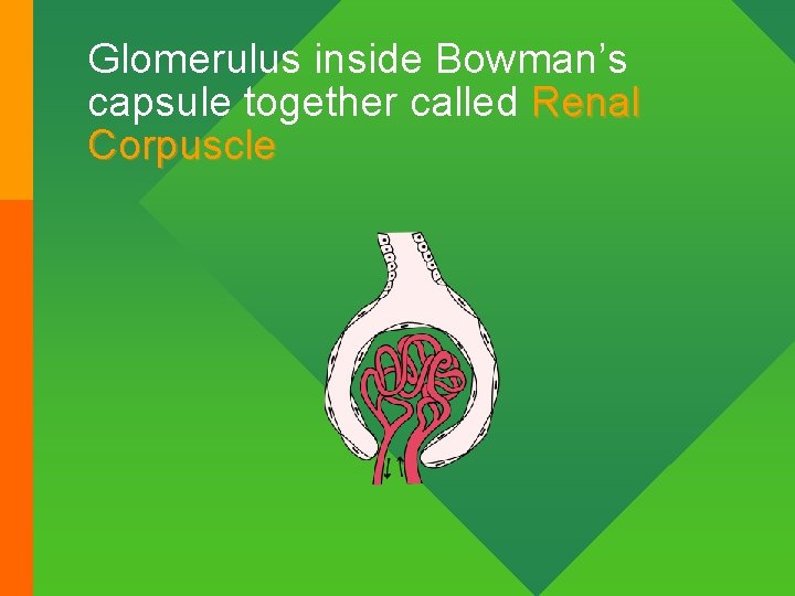 Glomerulus inside Bowman’s capsule together called Renal Corpuscle 