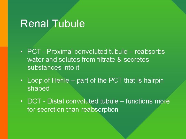 Renal Tubule • PCT - Proximal convoluted tubule – reabsorbs water and solutes from