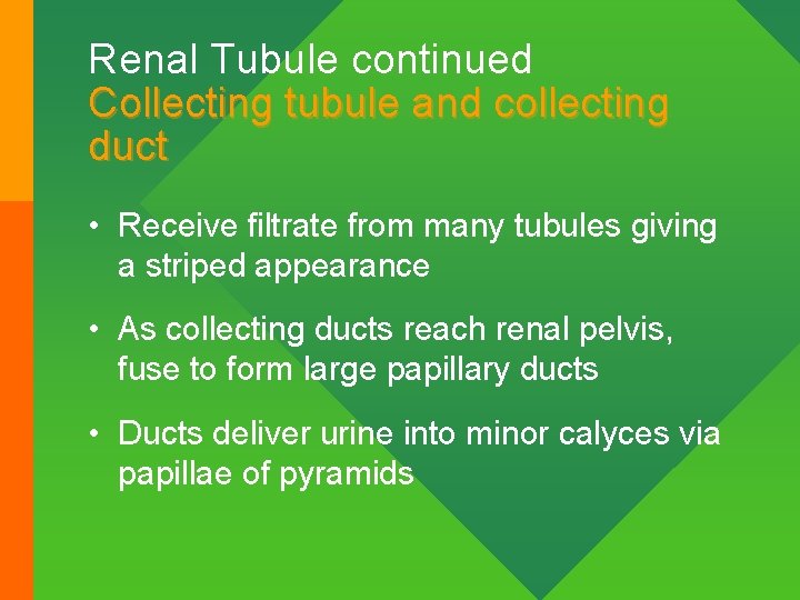 Renal Tubule continued Collecting tubule and collecting duct • Receive filtrate from many tubules