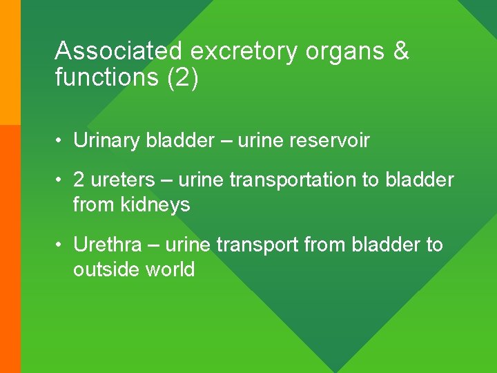 Associated excretory organs & functions (2) • Urinary bladder – urine reservoir • 2