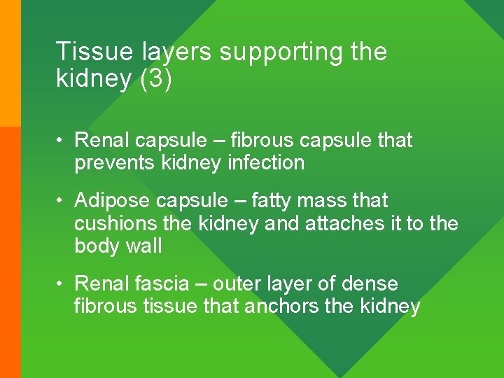 Tissue layers supporting the kidney (3) • Renal capsule – fibrous capsule that prevents