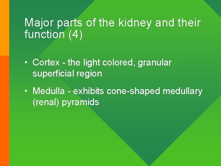 Major parts of the kidney and their function (4) • Cortex - the light