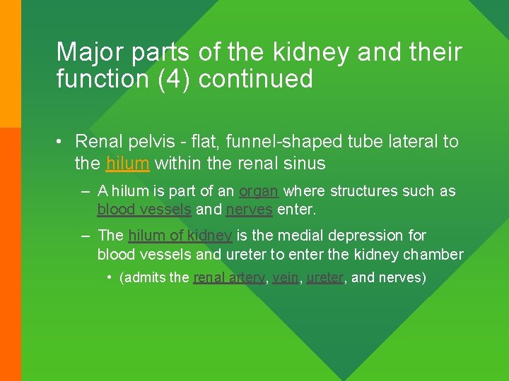 Major parts of the kidney and their function (4) continued • Renal pelvis -