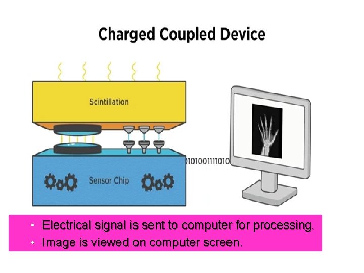 Electrical signal is sent to computer for processing. • Image is viewed on computer