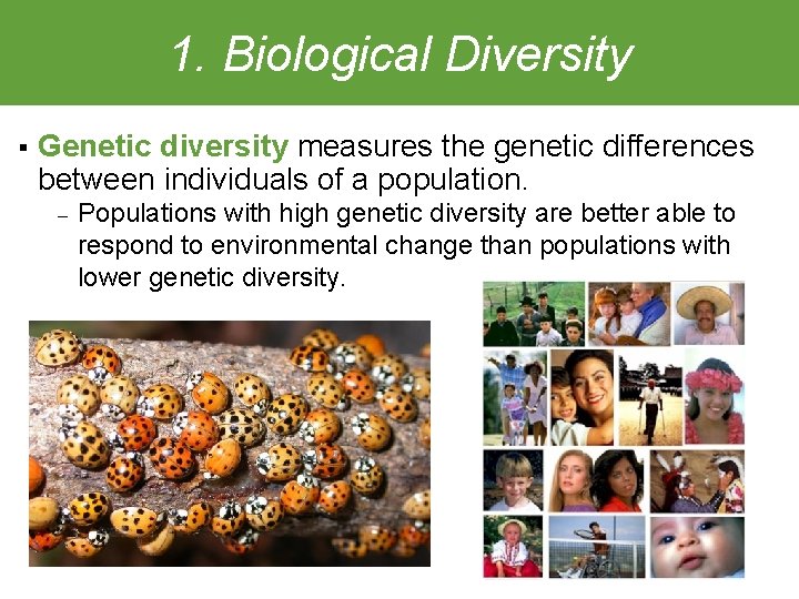 1. Biological Diversity § Genetic diversity measures the genetic differences between individuals of a