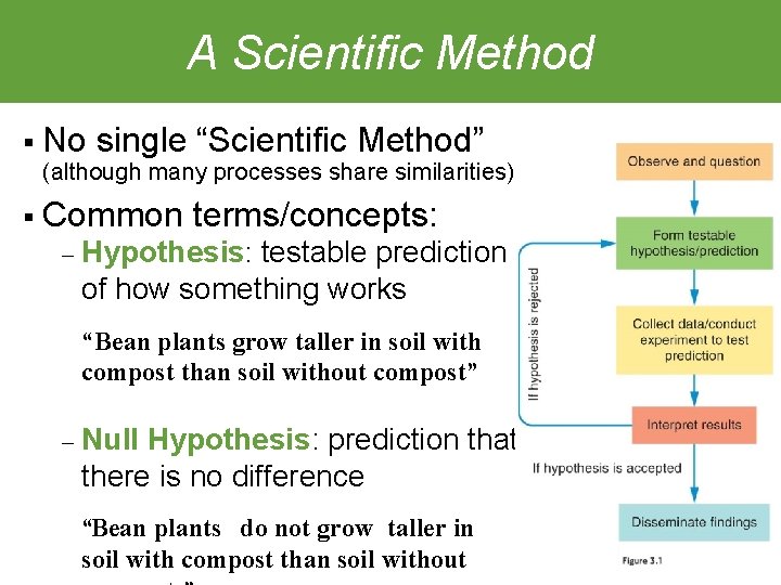 A Scientific Method § No single “Scientific Method” (although many processes share similarities) §