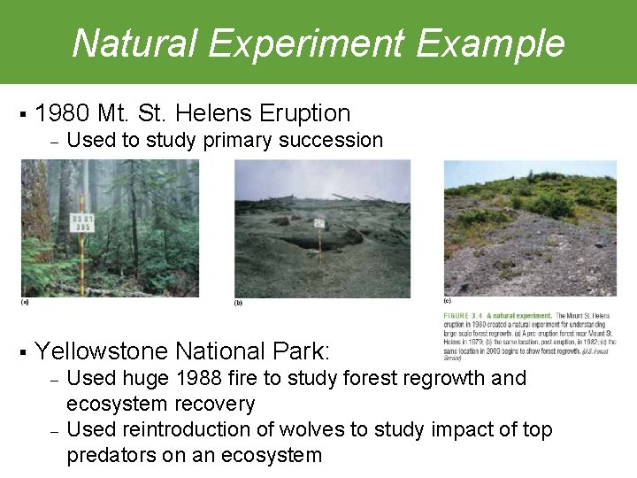 Natural Experiment Example § 1980 Mt. St. Helens Eruption ‒ § Used to study