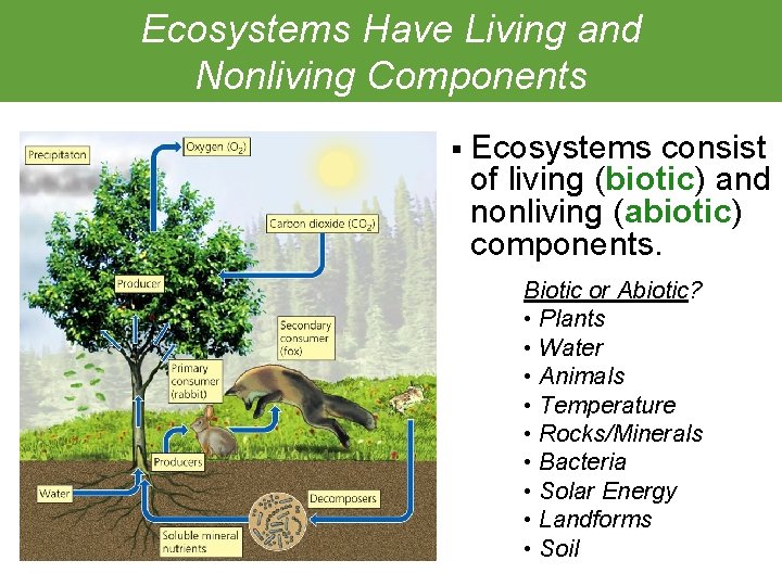Ecosystems Have Living and Nonliving Components § Ecosystems consist of living (biotic) and nonliving