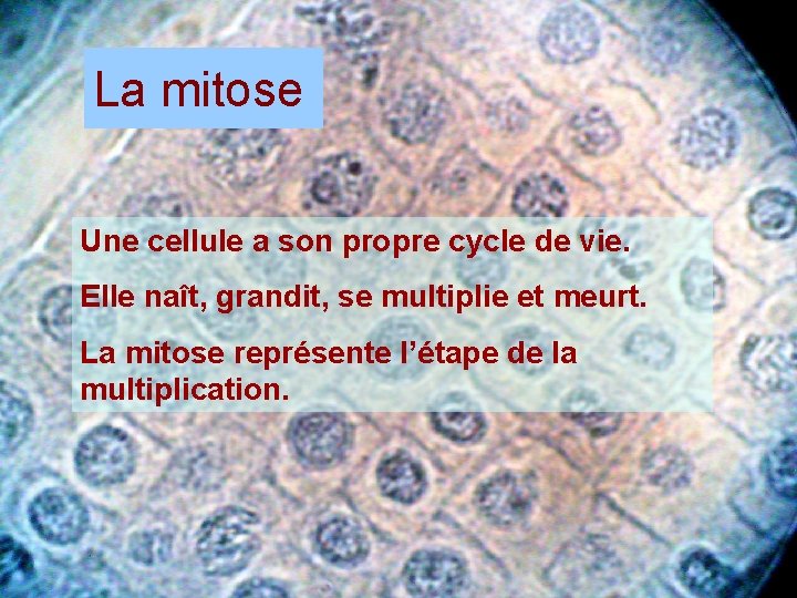 La mitose Une cellule a son propre cycle de vie. Elle naît, grandit, se