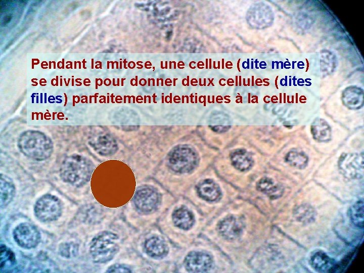 Pendant la mitose, une cellule (dite mère) se divise pour donner deux cellules (dites