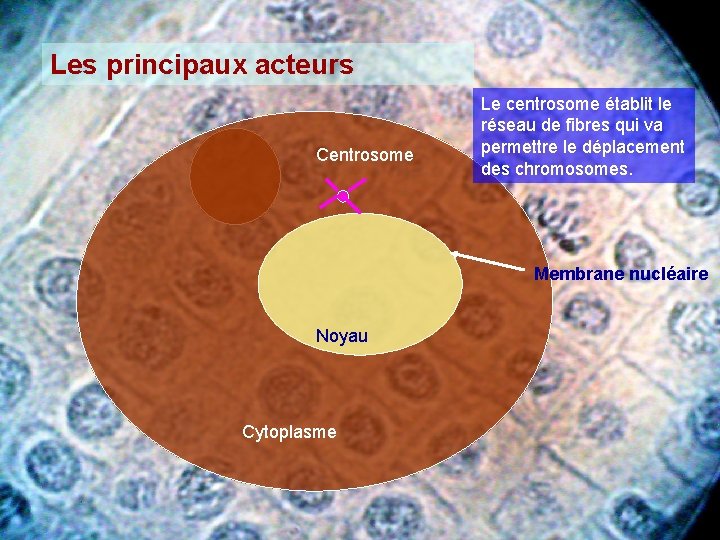 Les principaux acteurs Centrosome Le centrosome établit le réseau de fibres qui va permettre