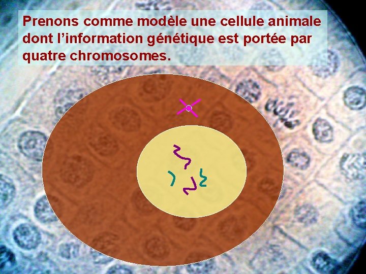 Prenons comme modèle une cellule animale dont l’information génétique est portée par quatre chromosomes.
