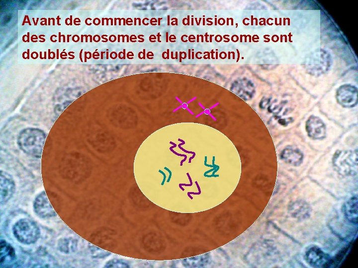 Avant de commencer la division, chacun des chromosomes et le centrosome sont doublés (période