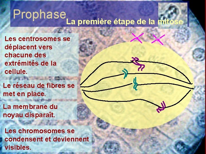 Prophase. La première étape de la mitose Les centrosomes se déplacent vers chacune des