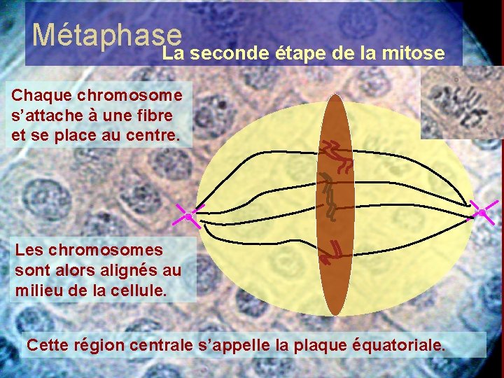 Métaphase La seconde étape de la mitose Chaque chromosome s’attache à une fibre et