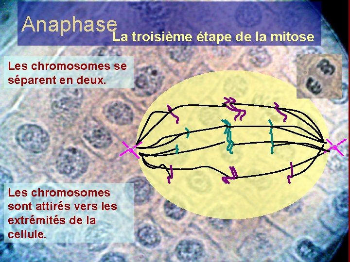 Anaphase. La troisième étape de la mitose Les chromosomes se séparent en deux. Les