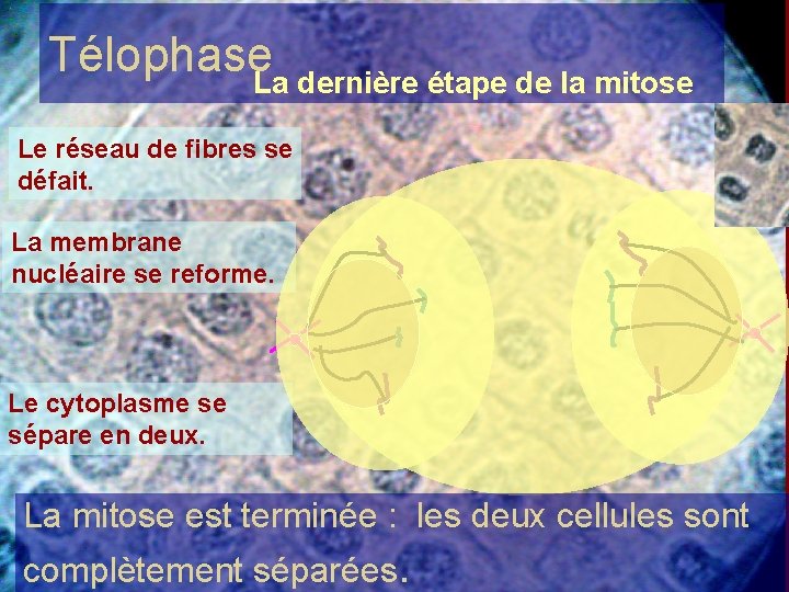 Télophase. La dernière étape de la mitose Le réseau de fibres se défait. La