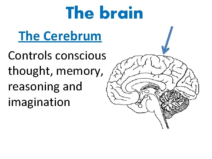 The brain The Cerebrum Controls conscious thought, memory, reasoning and imagination 