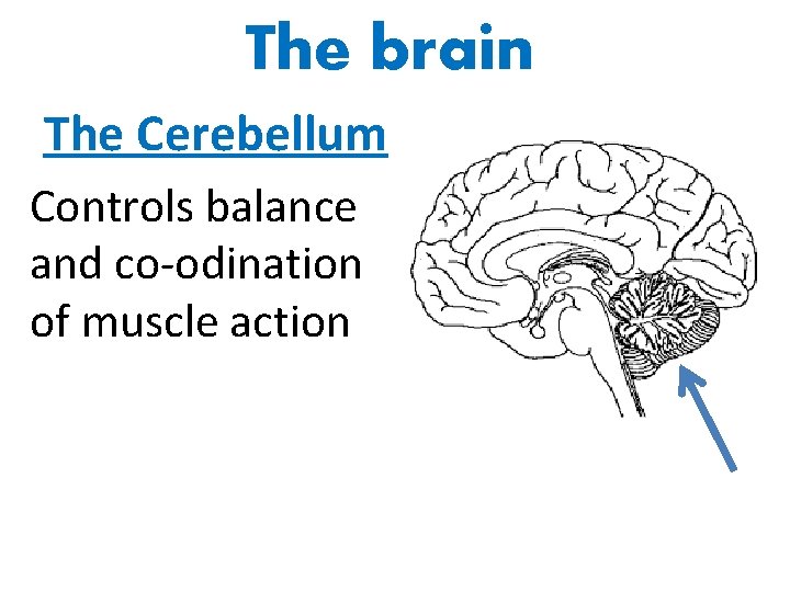 The brain The Cerebellum Controls balance and co-odination of muscle action 