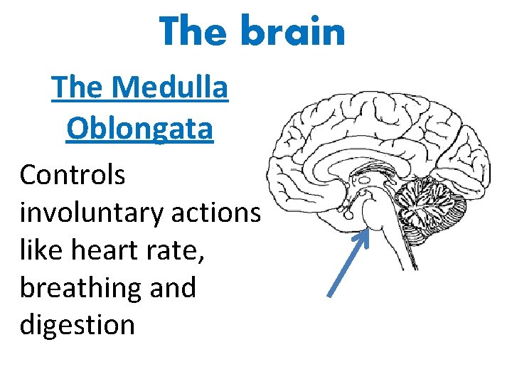 The brain The Medulla Oblongata Controls involuntary actions like heart rate, breathing and digestion