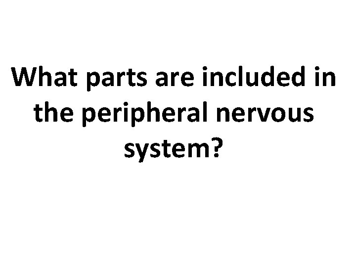 What parts are included in the peripheral nervous system? 