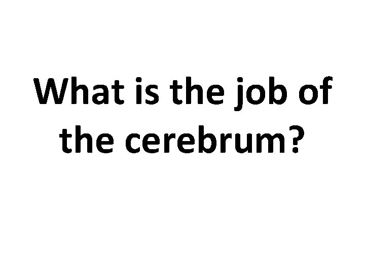 What is the job of the cerebrum? 